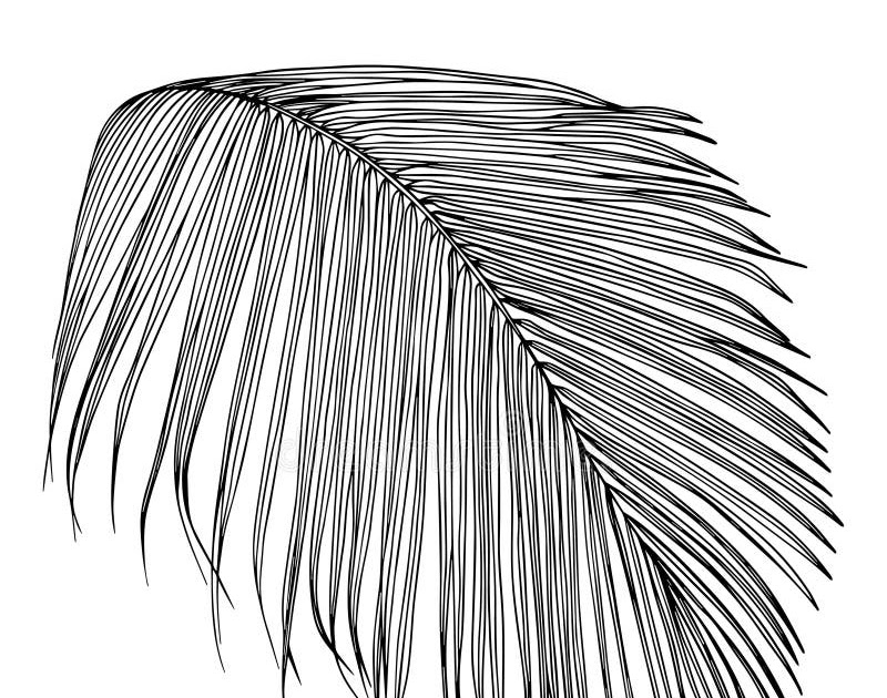 Printable Palm Leaf Black And White - Palm Leaves Bw Art Print By