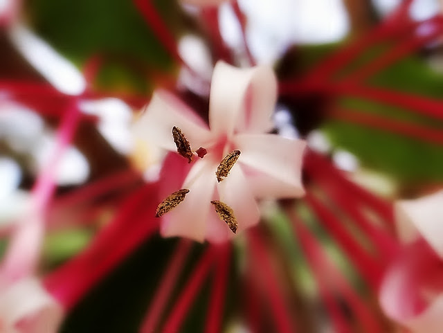 煙火花/無限台南