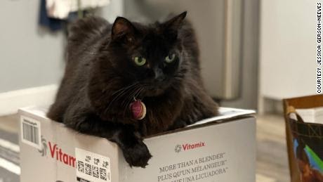 Comfortable cats or soup? How one couple’s felines proceed to manage of their Vitamix