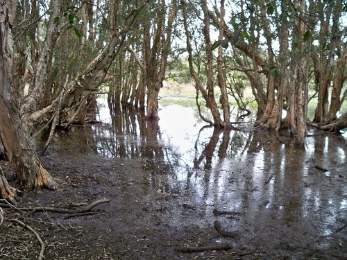 Everglades Wetland Woy Woy NSW Australia July 2010