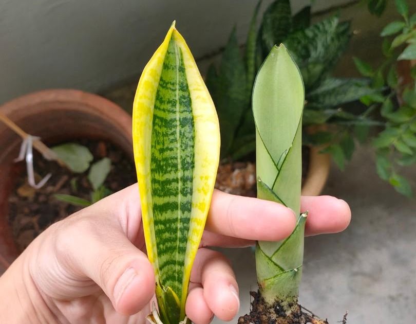 How To Replant Snake Plant Pups memoriasdemarcking