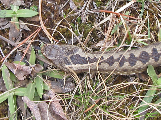 Adder, detail of head