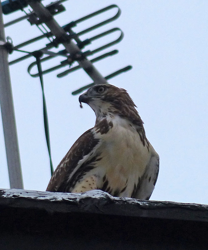 Tagged hawk with squirrel