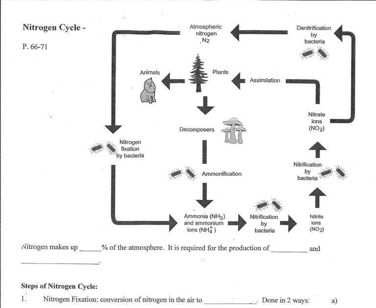 Nitrogen Cycle Worksheet - 36
