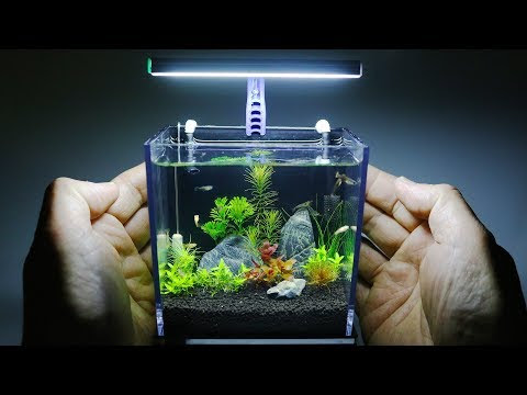 The World's Smallest Plant Aquarium