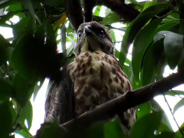 鳳頭蒼鷹/無限台南