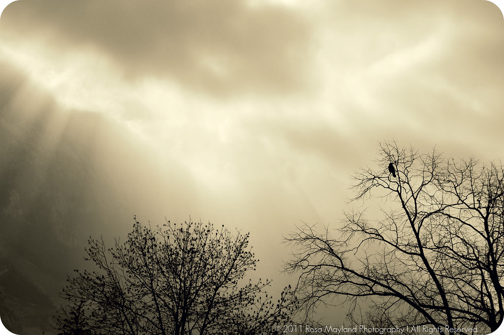 Crow In Tree 1.1 bis