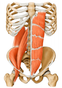 core muscles on yoga anatomy