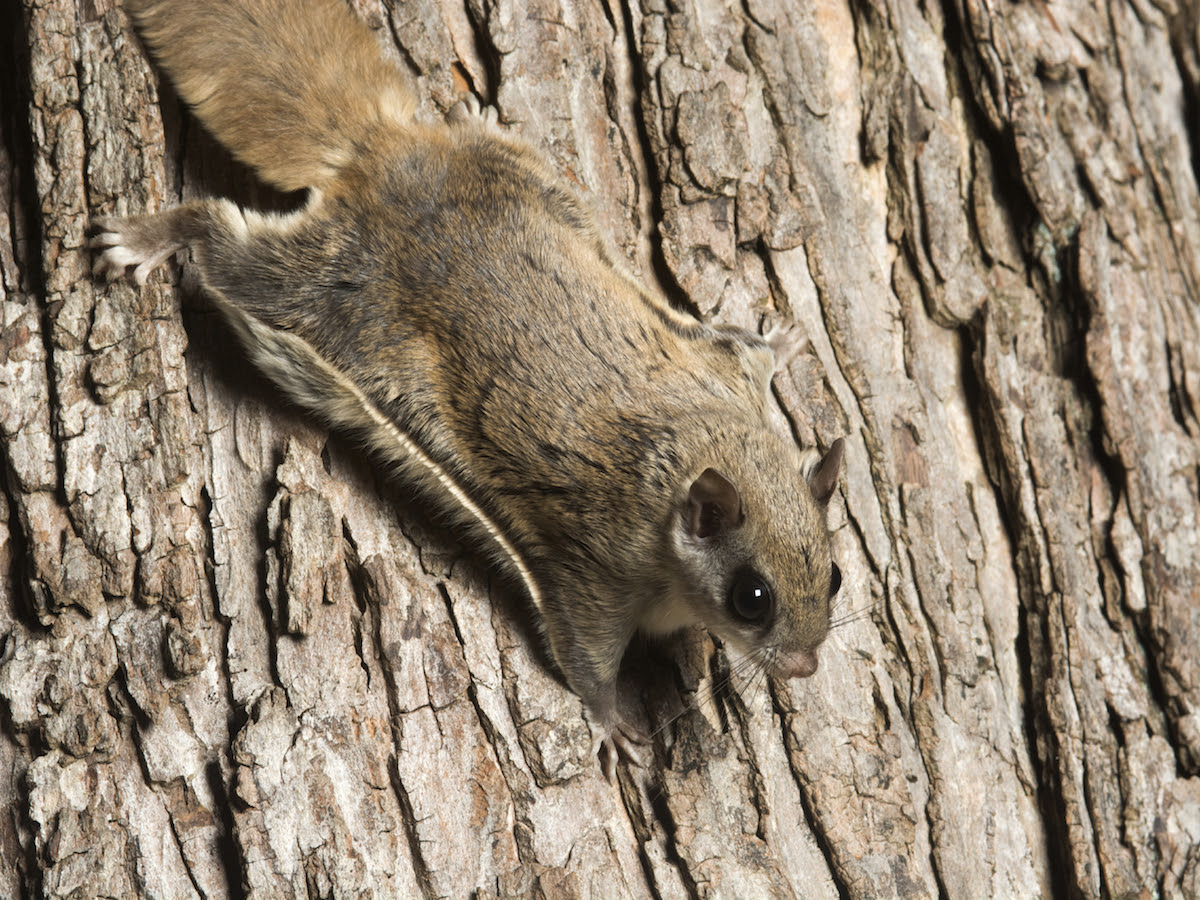 Art Lander’s Outdoors Kentucky native southern flying squirrel seldom