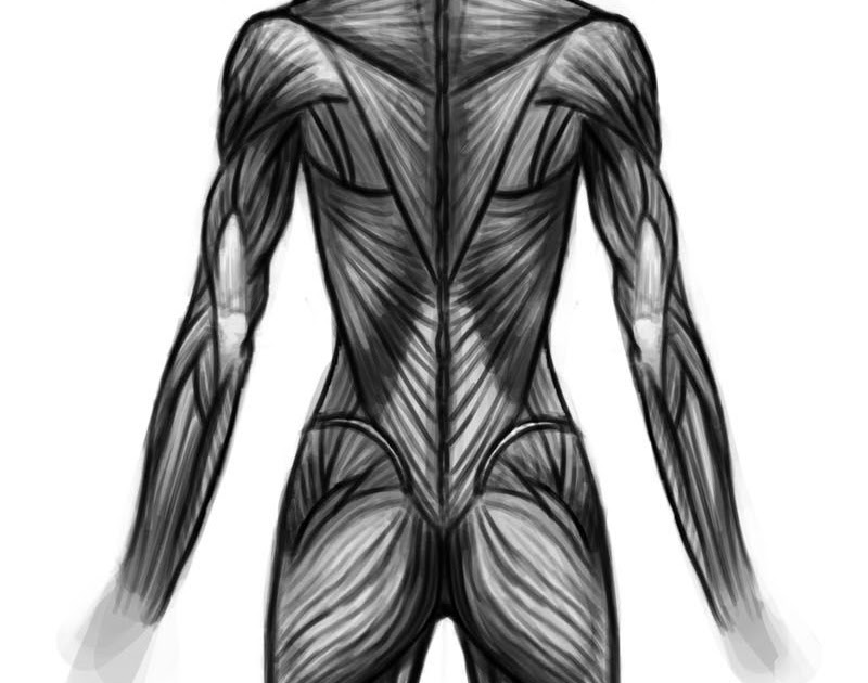 Back Muscles Anatomy Female - Observational Drawing: Muscle Drawing