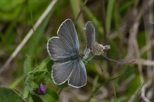 Small Blue