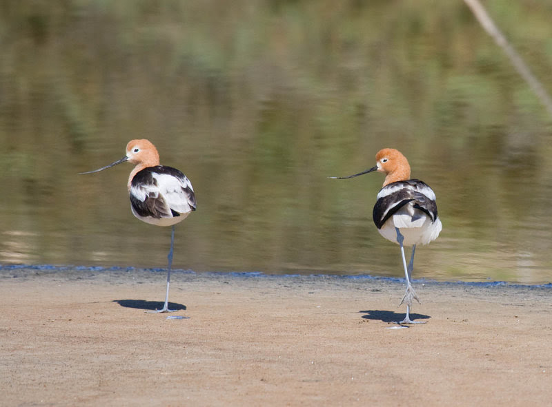 American Avocet American Avocet