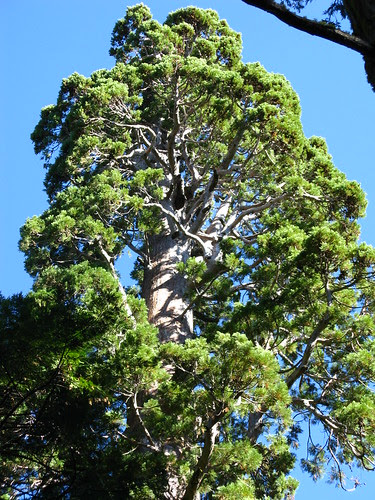 Calaveras Big Trees SP