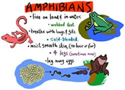 Mammals Reptiles Amphibians Differences - Pets Lovers