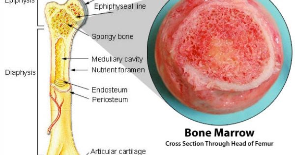 Long Bone Diagram Red And Yellow Marrow : Bone Marrow (Yellow, Red) and