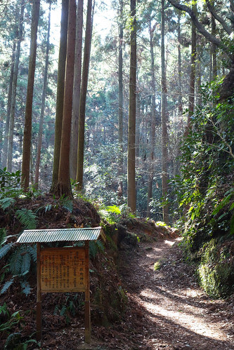 forest