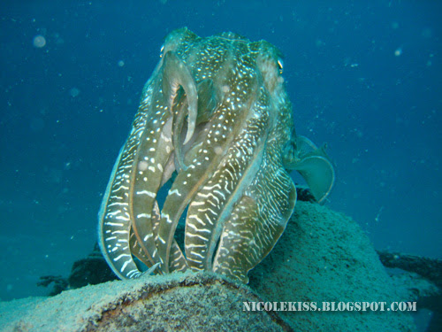 flamboyant cuttlefish close up