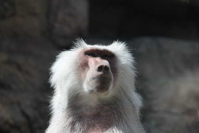 Hamadryas Baboon