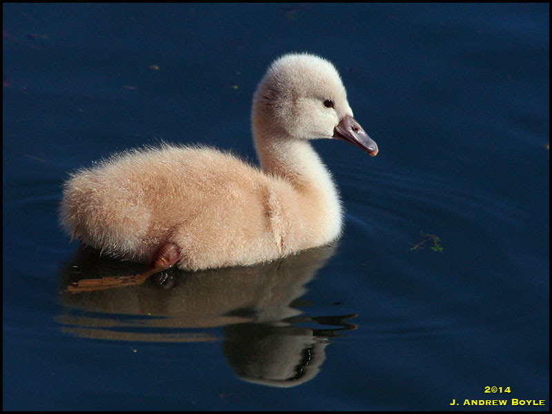 Mute Swans Mute Swans