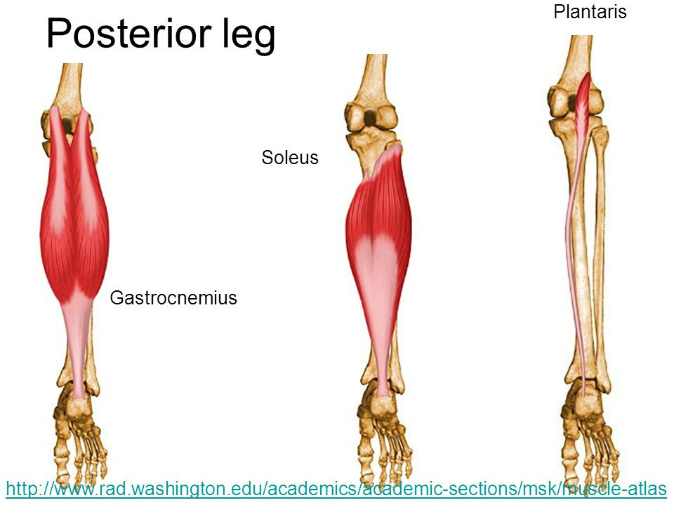 Nursing Bibs Superficial Posterior Compartment Of Leg