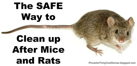 Proverbs 31 Woman: The SAFE Way to Clean up After Mice and Rats Proverbs 31 Woman: The SAFE Way to Clean up After Mice and Rats