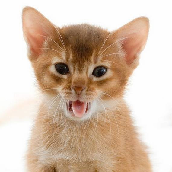 36+ Baru Gambar Kucing Ganas