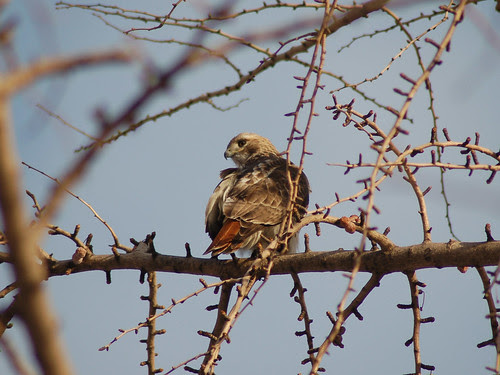 Red-Tailed Hawk in the Housing Project