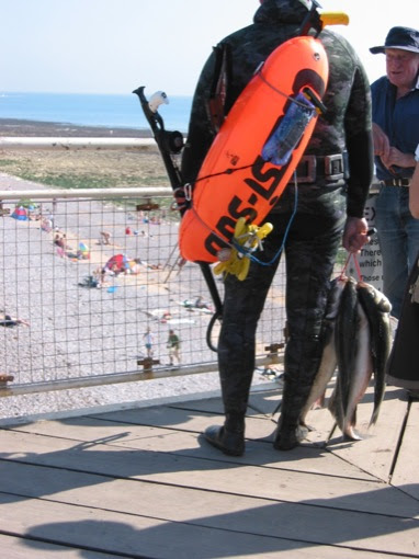 spear diving for sea bass