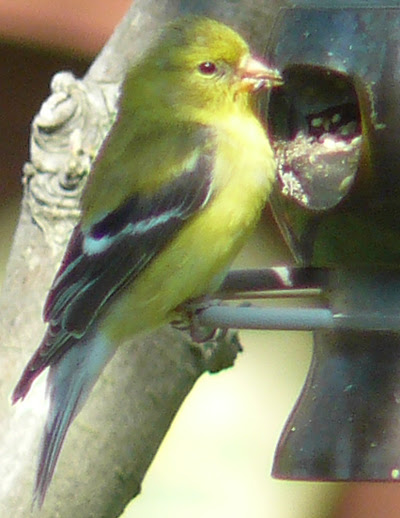 Female American Goldfinch