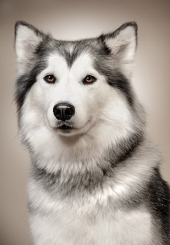 xanax 1mg: Is is okay to give a dog xanax?