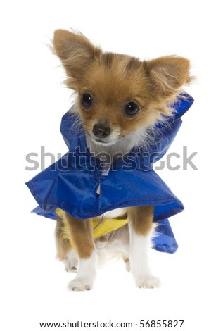 colors Blue+chihuahua+ long haired chihuahua puppies for sale in nc. colors Blue+chihuahua+