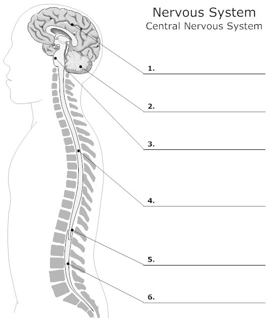 Nervous System Blank Diagram