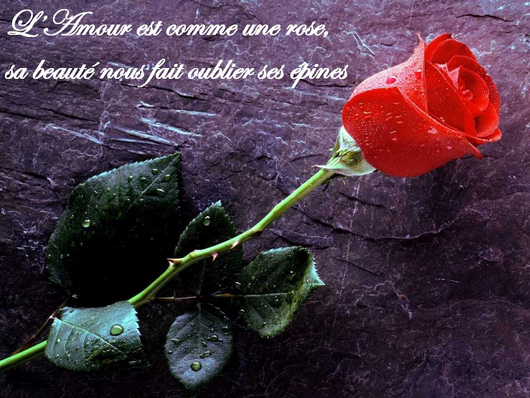 Citation Damour Avec Une Rose Best Citations D Amour