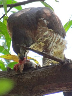 鳳頭蒼鷹/無限台南