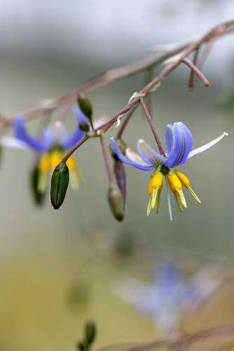 dianella cassa blue cl