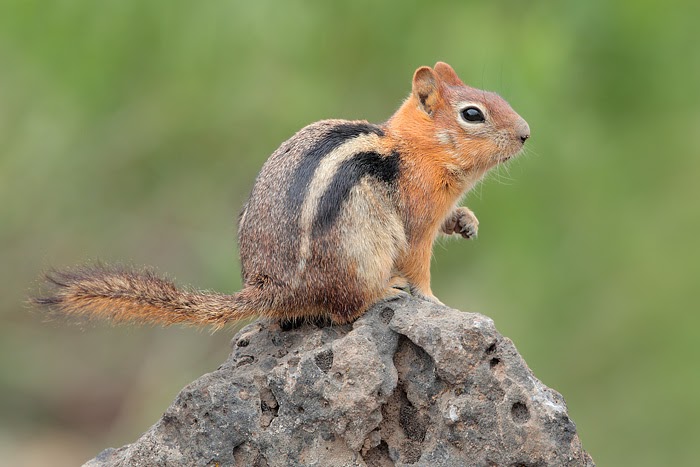 Golden Mantled Ground Squirrel Vs Chipmunk - Flying Squirrels