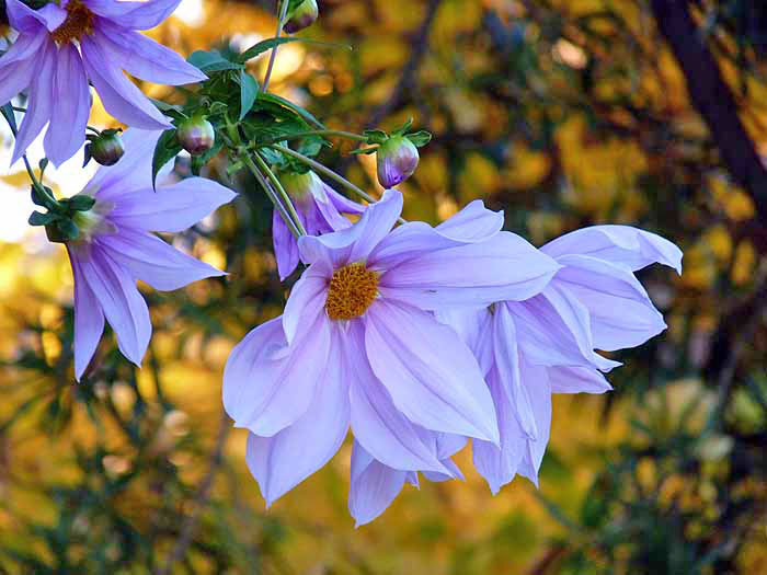 白とピンクの綺麗な花と銀杏の背景の写真素材フリー 高画質
