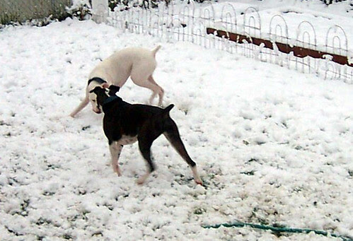 snowdogs0011