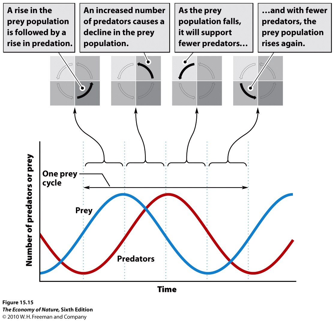 what is the predator prey cycle