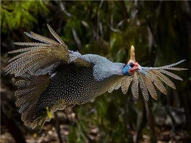 Shangrala's God's Most Beautiful!