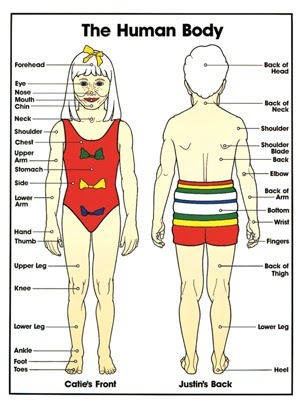 Female Parts Of The Body - Body Parts by The English Student | Teachers