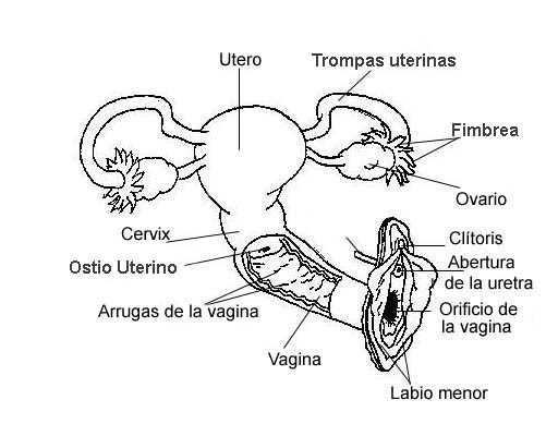levas hembra salida levas hembra salida