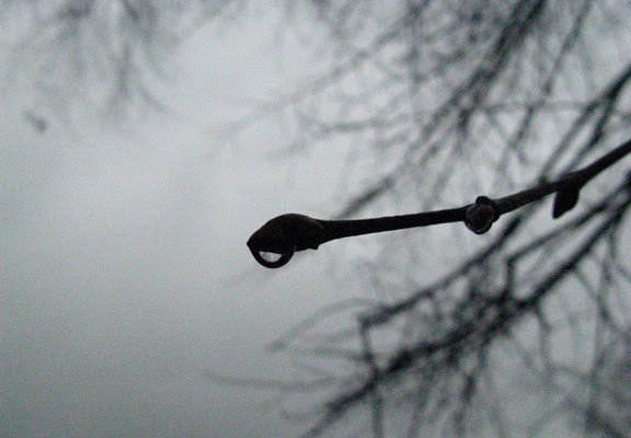 rain drops