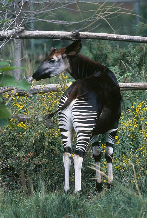 [10000印刷√] giraffe baby animals with down syndrome 205582 - Gasaktrusjjna