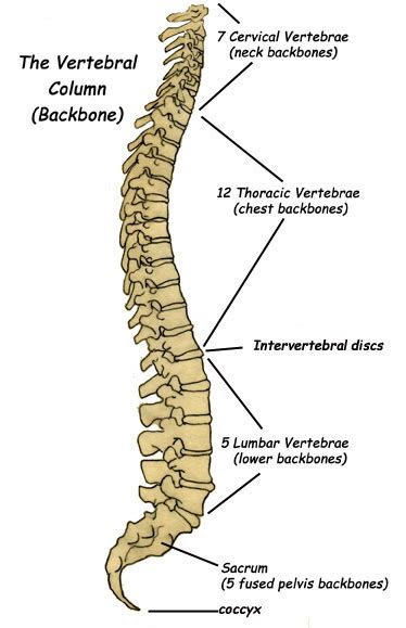label  parts   backbone vertebral column