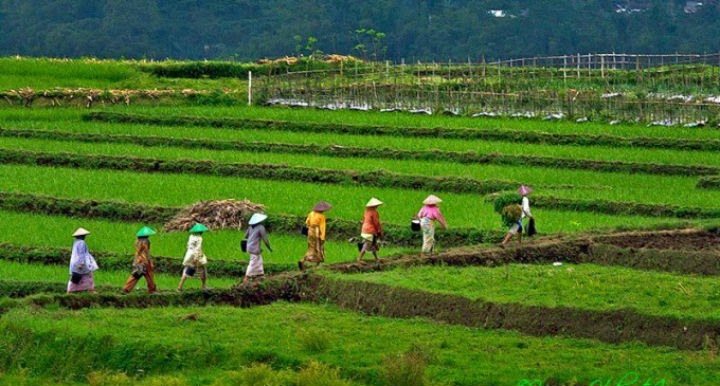 Negara Negara Yang Jadi Lumbung Padi Terbesar Di Asia Tenggara Lim Corporation