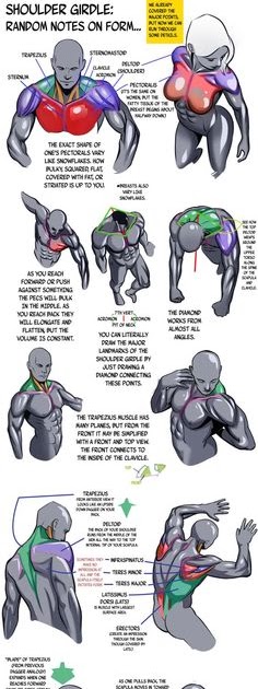 Female Shoulder Muscles Diagram : bodybuilding poster anatomy - Google