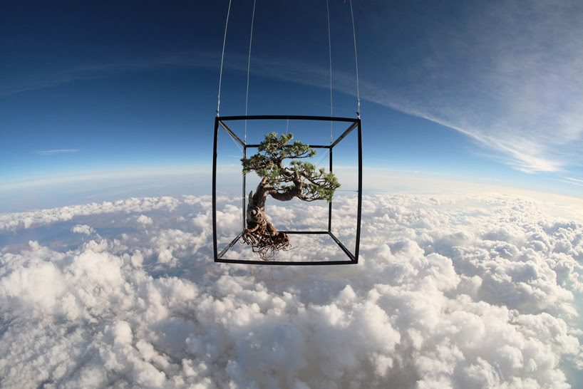 azuma makoto launches 50 year old botanical bonzai tree into outer space