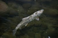 The male salmon which goes up