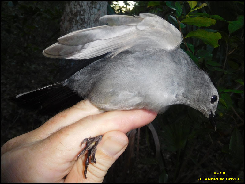 Gray Catbird Gray Catbird